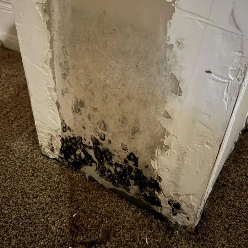 Professional Mold Removal in Northeast Ithaca, NY